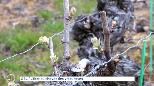 GEL / L'Etat au chevet des viticulteurs
