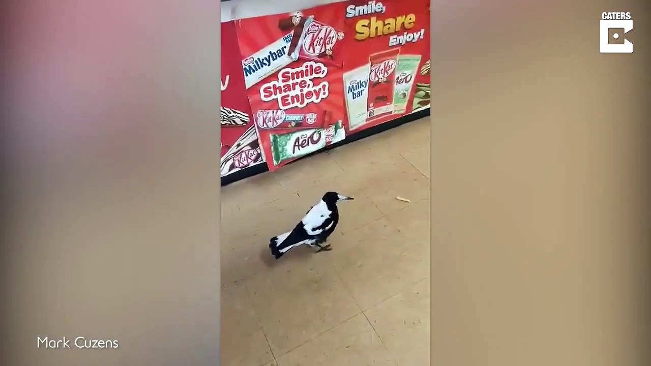 Une pie vient voler un packet de chips dans un magasin