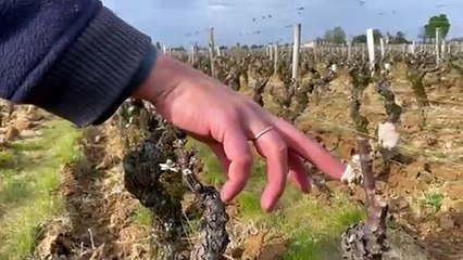 Gironde. Barsac : au château Coutet, le gel a frappé de plein fouet le futur millésime de 2021, la récolte estimée à 10%