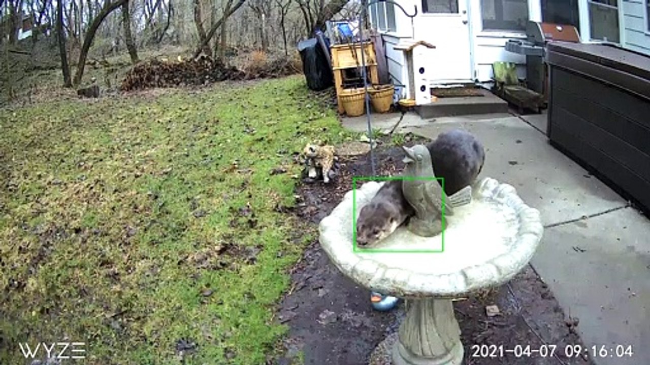 Cute Otter Basks in Bird Bath