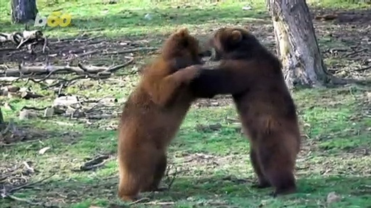 Brown Bears 'Waking' From Hibernation Rise and...