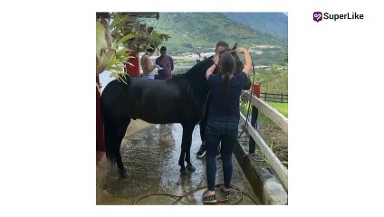 El tierno video de Paola Jara enseñándole a Jessi Uribe a bañar lujoso caballo