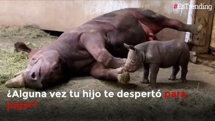 ¡Levántate! Bebé rinoceronte despierta a su madre para jugar