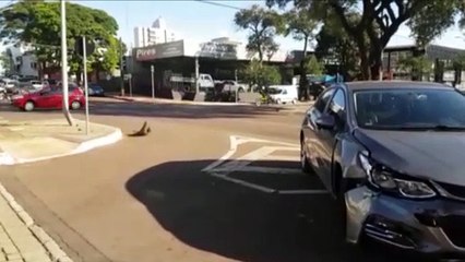Veículo Cruze bate em semáforo na Avenida Brasil, no Centro de Cascavel