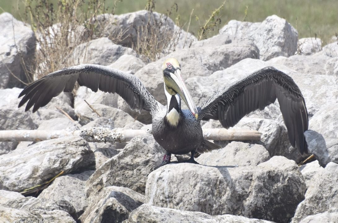 Louisiana Pelican Relocated to Georgia After De...