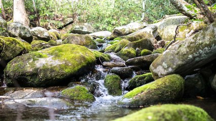 Nature Sounds Can Actually Heal Pain, According to a New Study