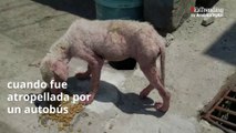 Sunday, la fea perrita callejera que logró recuperar su belleza canina