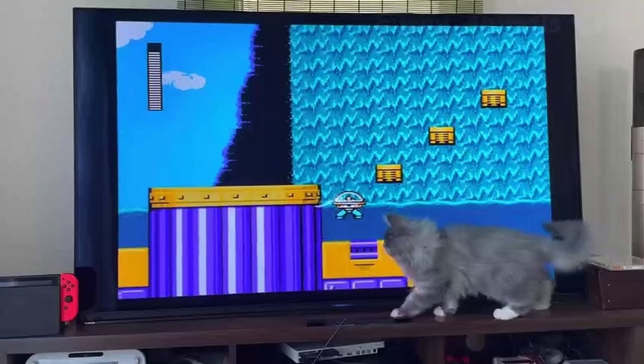 Best Funny Pet Videos Of The Cute Cats And Dogs Reactions video