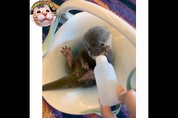 Collection of Baby Animals Doing Funny Crazy Things