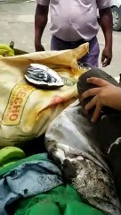 Incautan 2.5 kilos de marihuana que sería introducida a cárcel La Victoria incrustadas en yuca y ñame