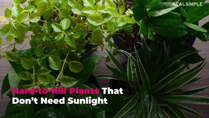 Hard-to-Kill Plants That Don’t Need Sunlight