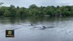 tn7 Delfines sorprendieron a varios turistas en Tortuguero 090421
