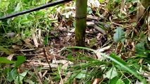 #Apatani Bamboo Harvesting Technics And Used || Ziro Valley || Arunachal Pradesh || Northeast India