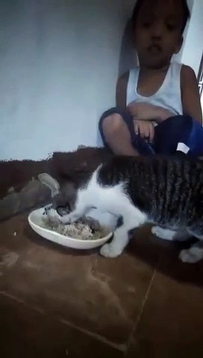 HUNGRY LITTLE CAT