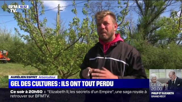 Après l'épisode de gel, cet arboriculteur a perdu au moins 90% de ses pêches et de ses abricots