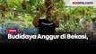 Budidaya Anggur di Bekasi, Hasilkan Puluhan Juta Tiap Bulannya