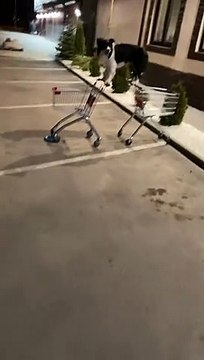 Clever Dog Balances Between Two Shopping Carts