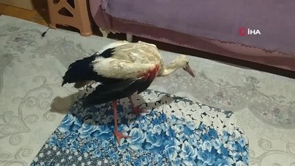 Tüfekle vurulan 2 leylek tedavi altına alındı