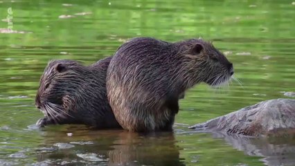 Ces animaux venus d'ailleurs. Le ragondin un champion de l'adaptation. Myocastor coypus