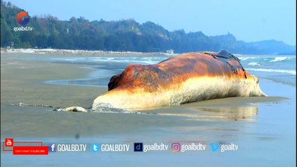 কক্সবাজারের হিমছড়ি সৈকত এলাকায় বিশালাকার মৃত তিমি