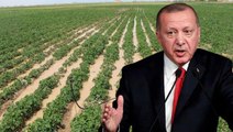 Erdoğan'ın talimatıyla çiftçinin elinde kalan patates, soğan ve çeltik satın alınarak vatandaşa dağıtılacak