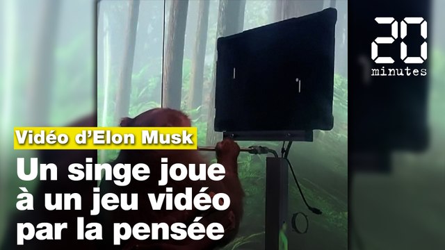 Elon Musk poste une vidéo d’un singe jouant à un jeu vidéo via un implant cérébral