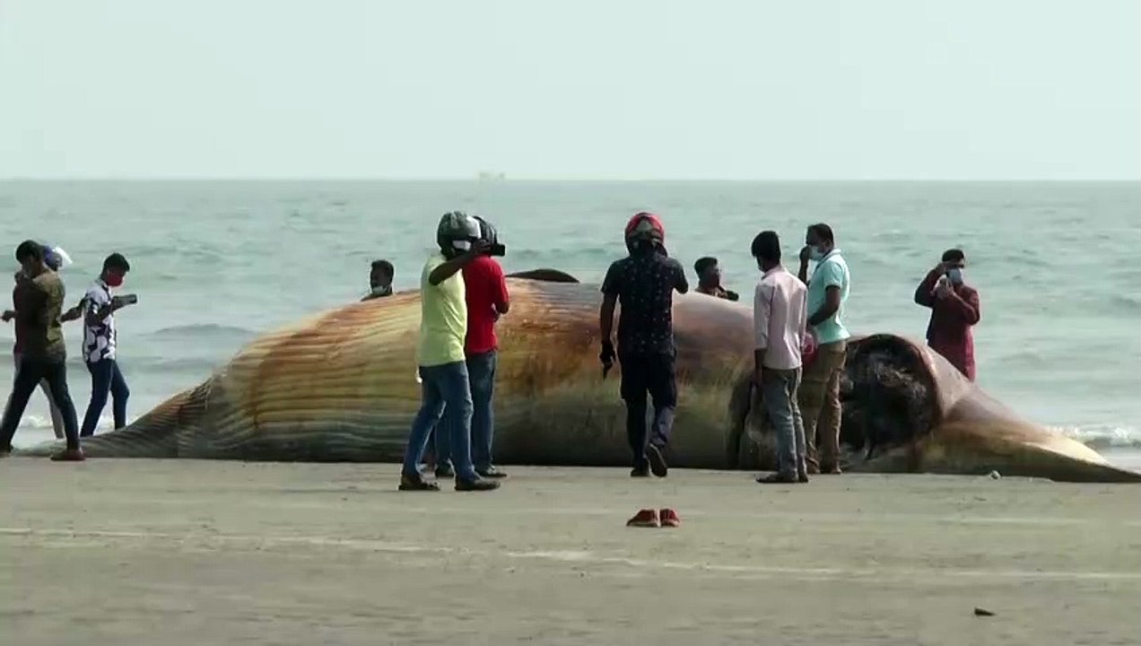 Rätsel um Todesursache von zwei Walen an Küste von Bangladesch