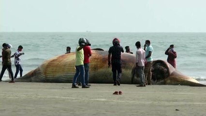 Rätsel um Todesursache von zwei Walen an Küste von Bangladesch