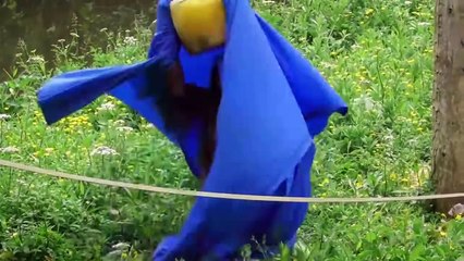 Ultimate Animal Reactions & Bloopers Of July  2018 | Funny Pet Videos