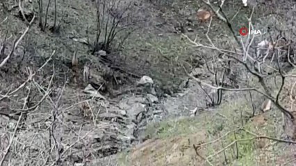 Dağ keçileri sınır bölgesinde sürü halinde görüntülendi