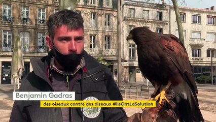 A Niort, des rapaces déployés en centre-ville pour lutter contre la prolifération des corbeaux