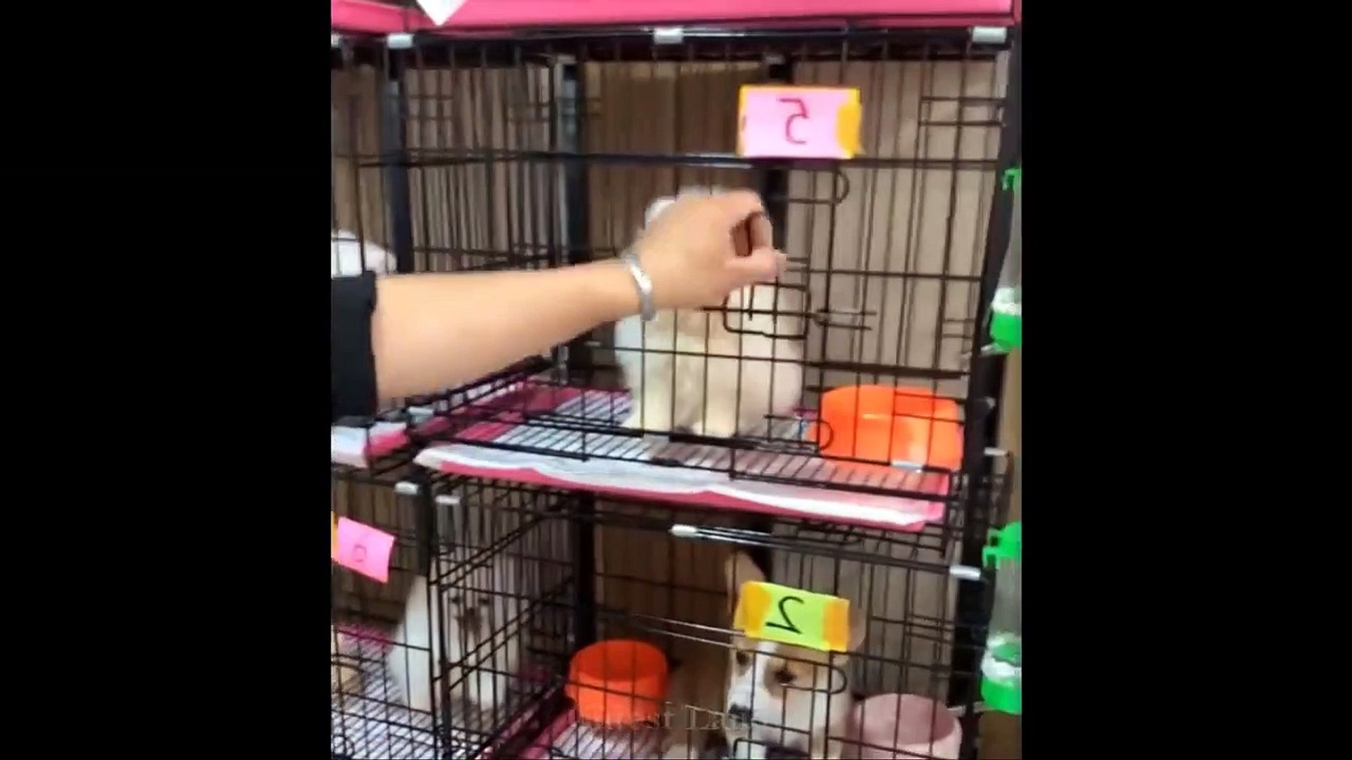 Cute And Funny Pets