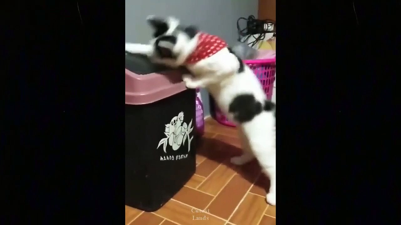 Cute And Funny dogs