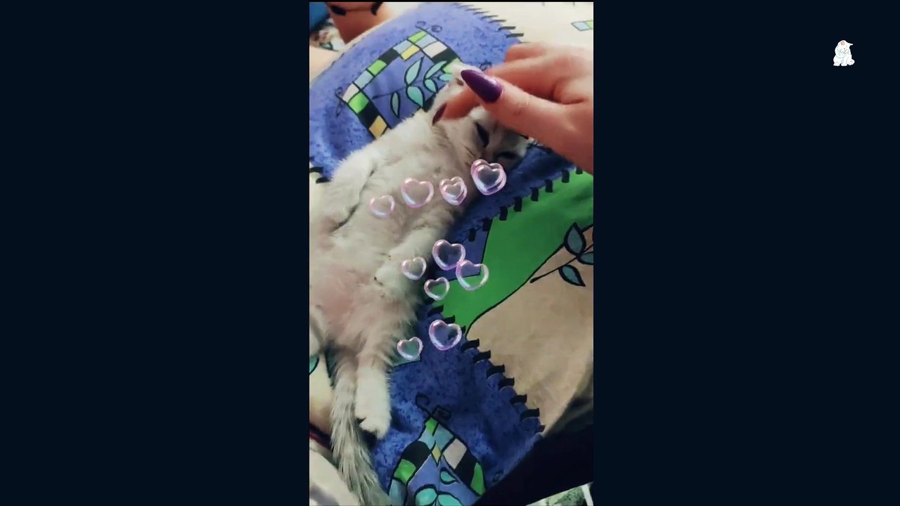 Baby Paws Cute Meoing Videos