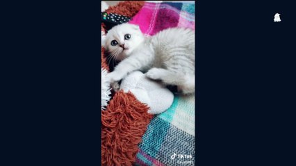 Paws-Baby-Cats Funny Video