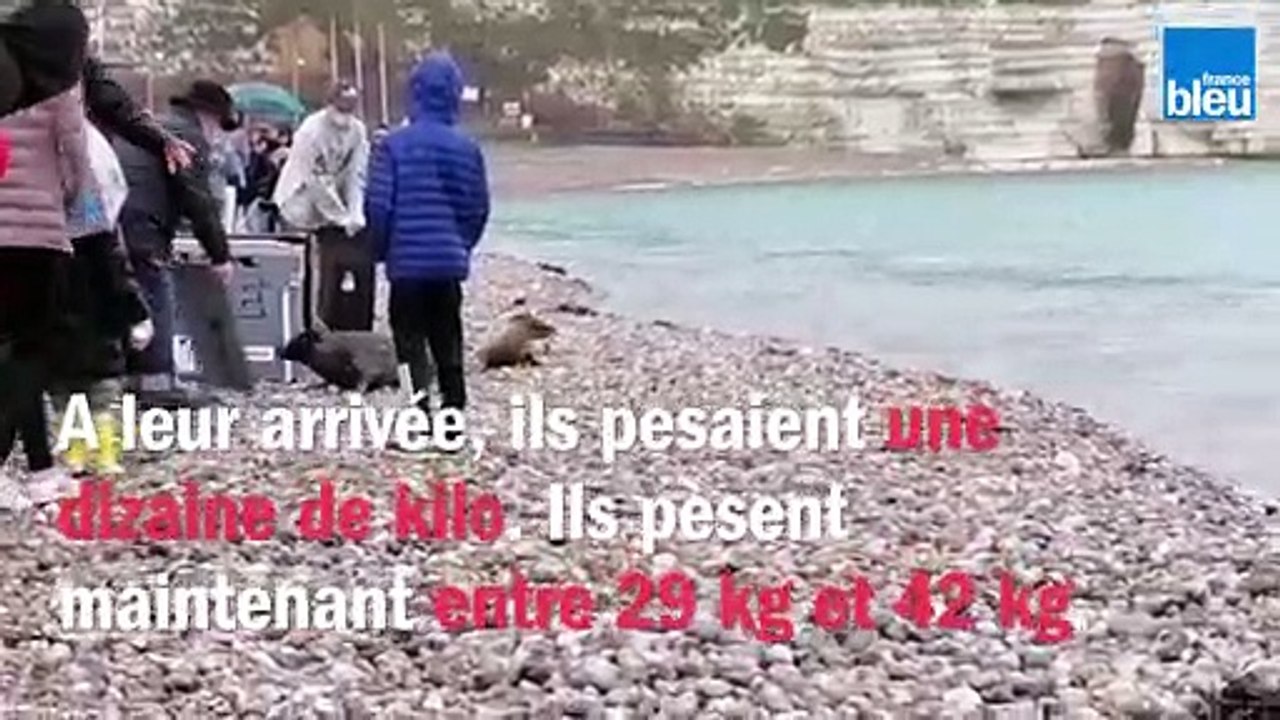 Osiris, Horus et Erine ont retrouvé la mer après deux mois de soin