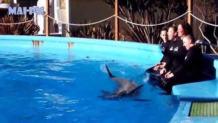 حقائق لن تصدقها عن الدولفين