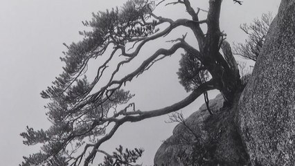 암벽 위 소나무...고통을 이겨낸 자의 독특한 자태 / YTN