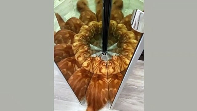 Funniest Pranks On Dogs & Cats Funny Reaction Of Dogs & Cats No Laugh