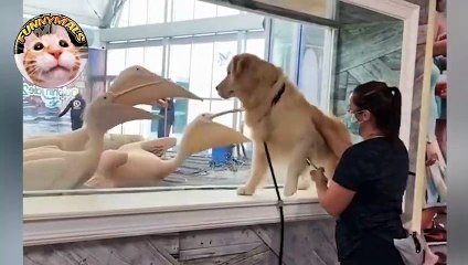 Collection of birds making fun antics to dogs and cats.