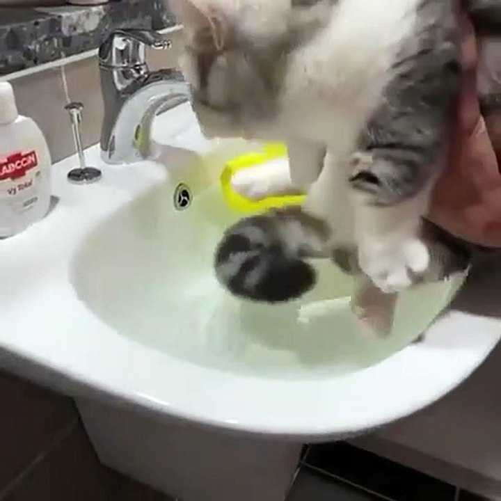 Funny Cats Compilation 01