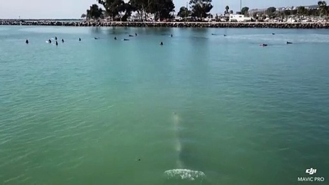 Whale Swims Beneath Group of Surfers Off Southern California Coast