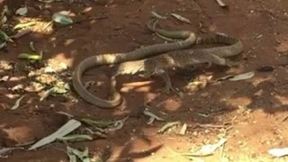 Goanna Faces Off and Wins Against Poisonous Snake
