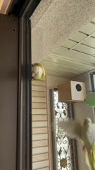 Birdie Slides Down Doorway