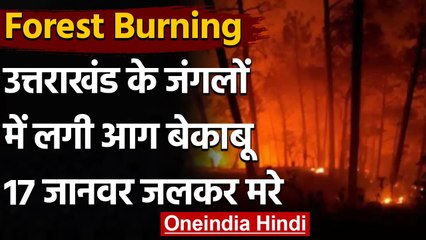Uttarakhand में Wild life reserve area में भीषण आग, 17 जानवरों की जलकर मौत । वनइंडिया हिंदी
