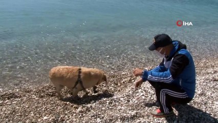 Kısıtlamanın keyfini sahilde Çiko çıkardı