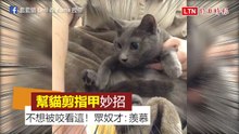 妙招！幫貓剪指甲不想被咬怎麼辦？ 奴才教學用「這個」
