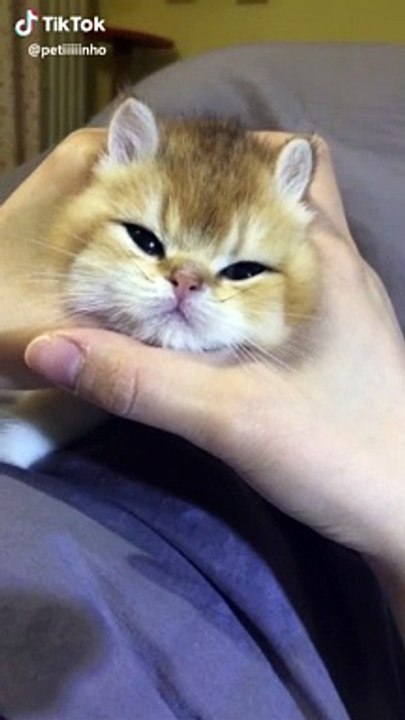 So cute cat