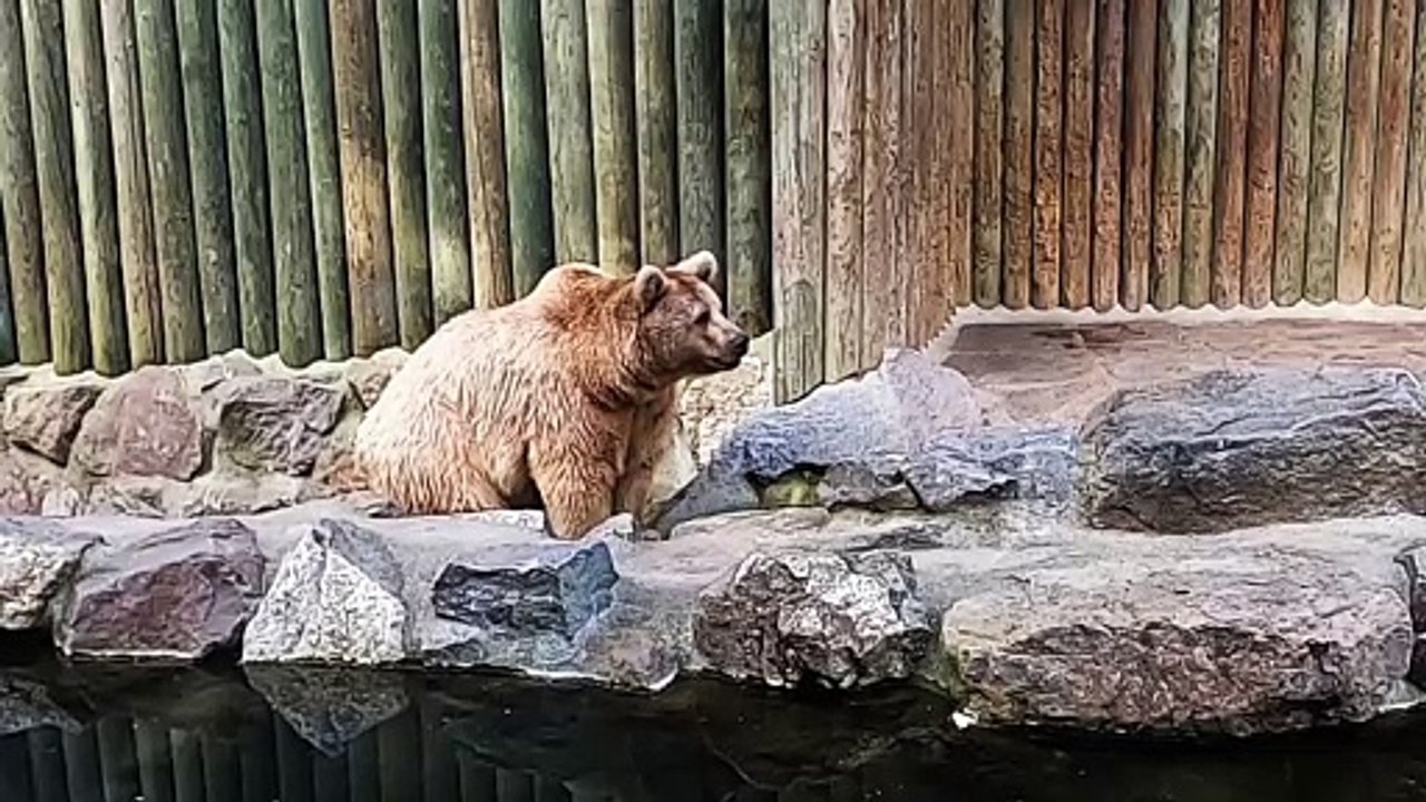 Suisse : Zoo de Servion