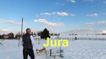 Suisse : Jura (huskies)